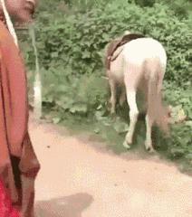 椹鎵嬩覆鍦嗙彔,椹鎵嬩覆