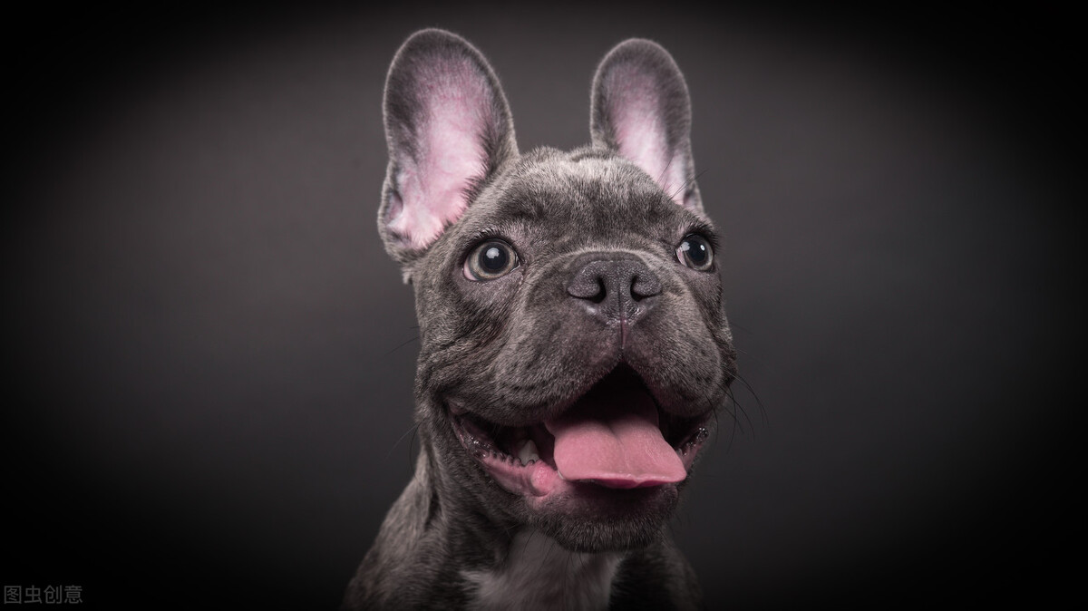 办理狗证的大型犬就可以养了吗,养犬登记指南