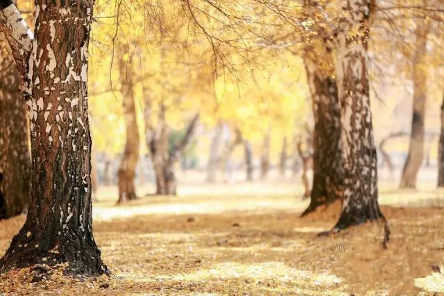 阿勒泰秋季旅行,新疆旅行阿勒泰秋天