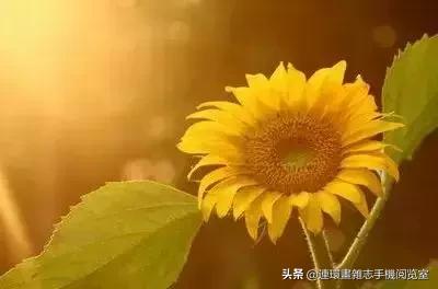各种花的花语文案,花的花语100种