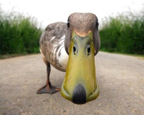 中国十大特色鸭美食,中国四大名鸭