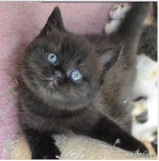养猫新手买猫注意什么,新手养猫和买猫的注意事项