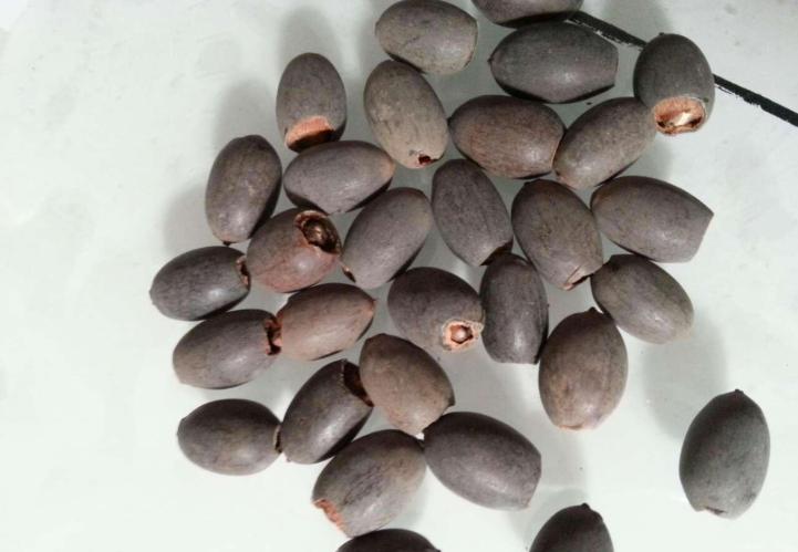 碗莲夏天能全天暴晒吗,碗莲夏天用量