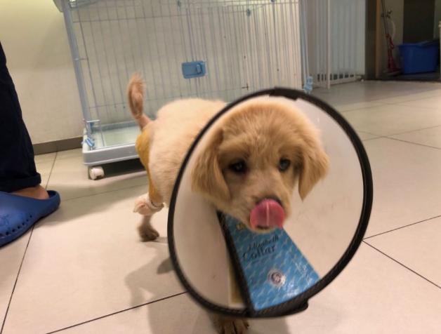 小狗受伤了怎么处理伤口,小狗外伤伤口一般多久能自愈