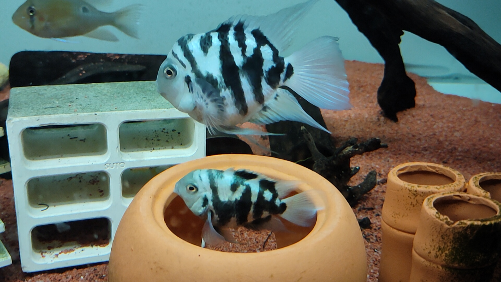 2至3厘米的迷你鹦鹉鱼怎么分公母,迷你鹦鹉鱼公母打架怎么繁殖