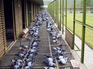 赛鸽代谢对人体有什么影响,赛鸽最有效的排酸办法