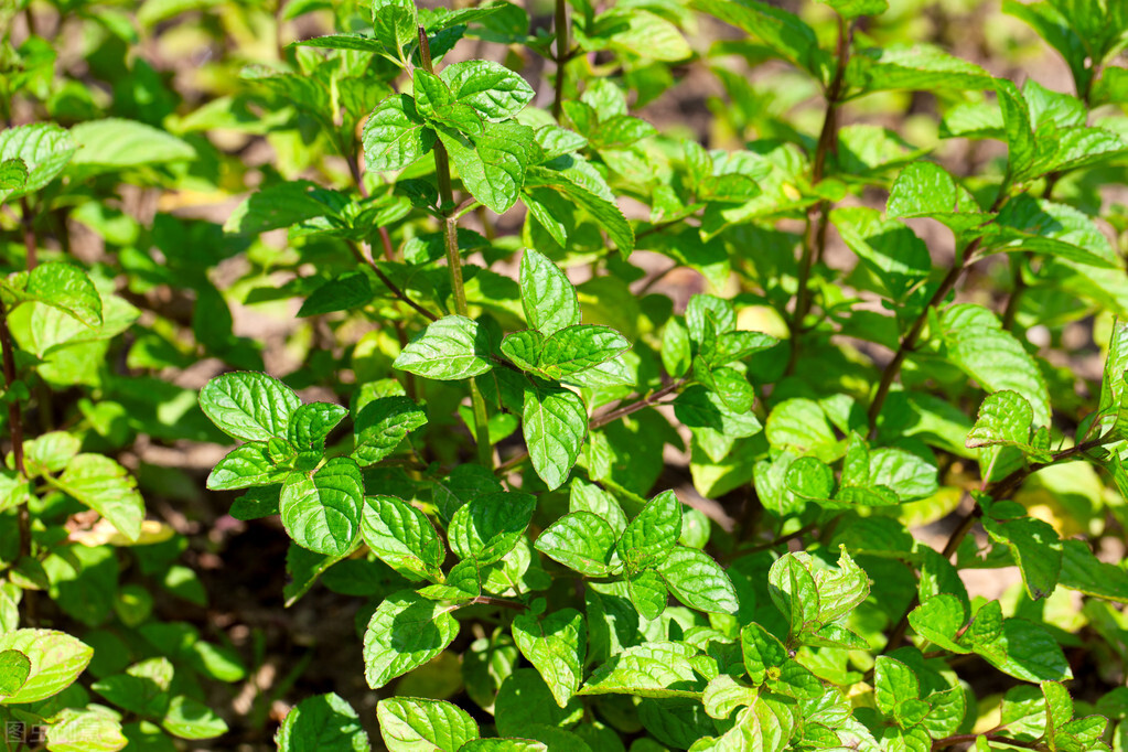 养薄荷会出现哪些问题,养薄荷为什么会死