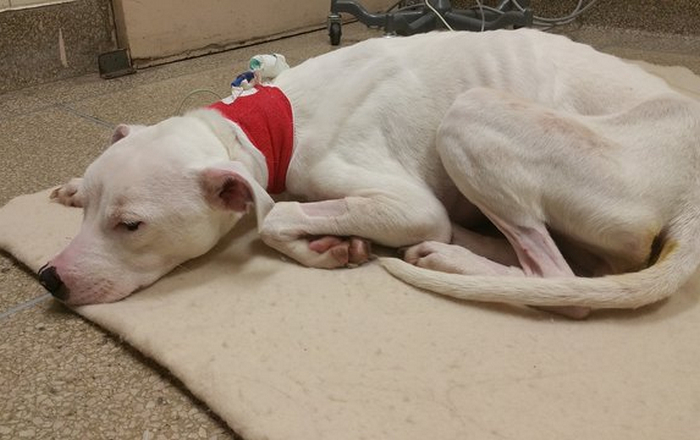 狗狗挑食导致营养不良怎么办,防治狗狗营养不良