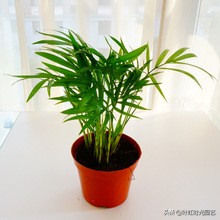 琚栫弽妞板瓙濡備綍闀垮緱缈犵豢,鐑甫缁挎琚栫弽妞板瓙