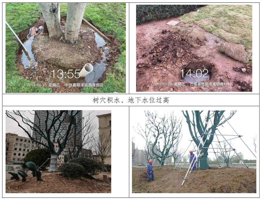 四季不落叶的风景树多少钱一棵,修树技巧风景树