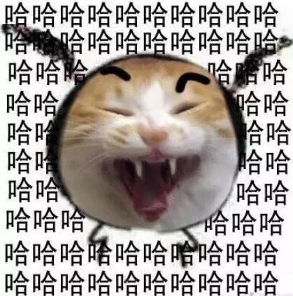 养了5年的猫居然让我丢掉,我养了七只猫