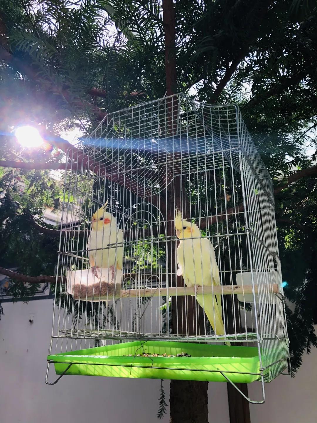 如何在大理游玩,如何打理毛料