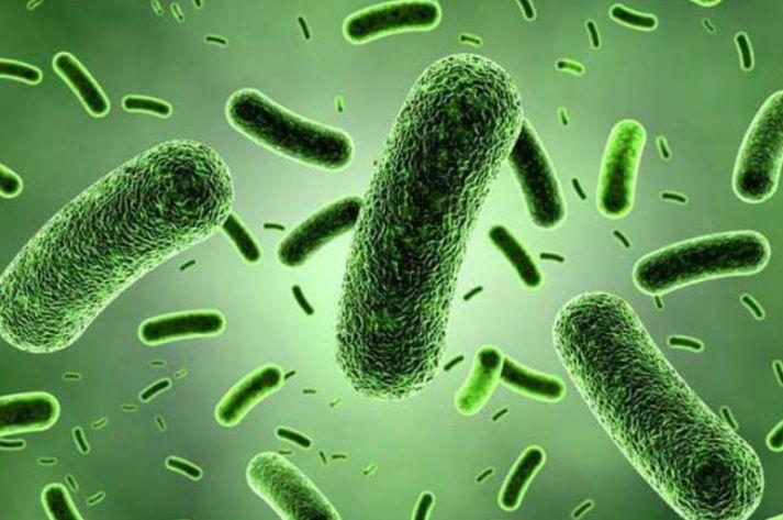 荒野健康：益生菌除了与肠道有关系，还与身体哪些部位有关系？