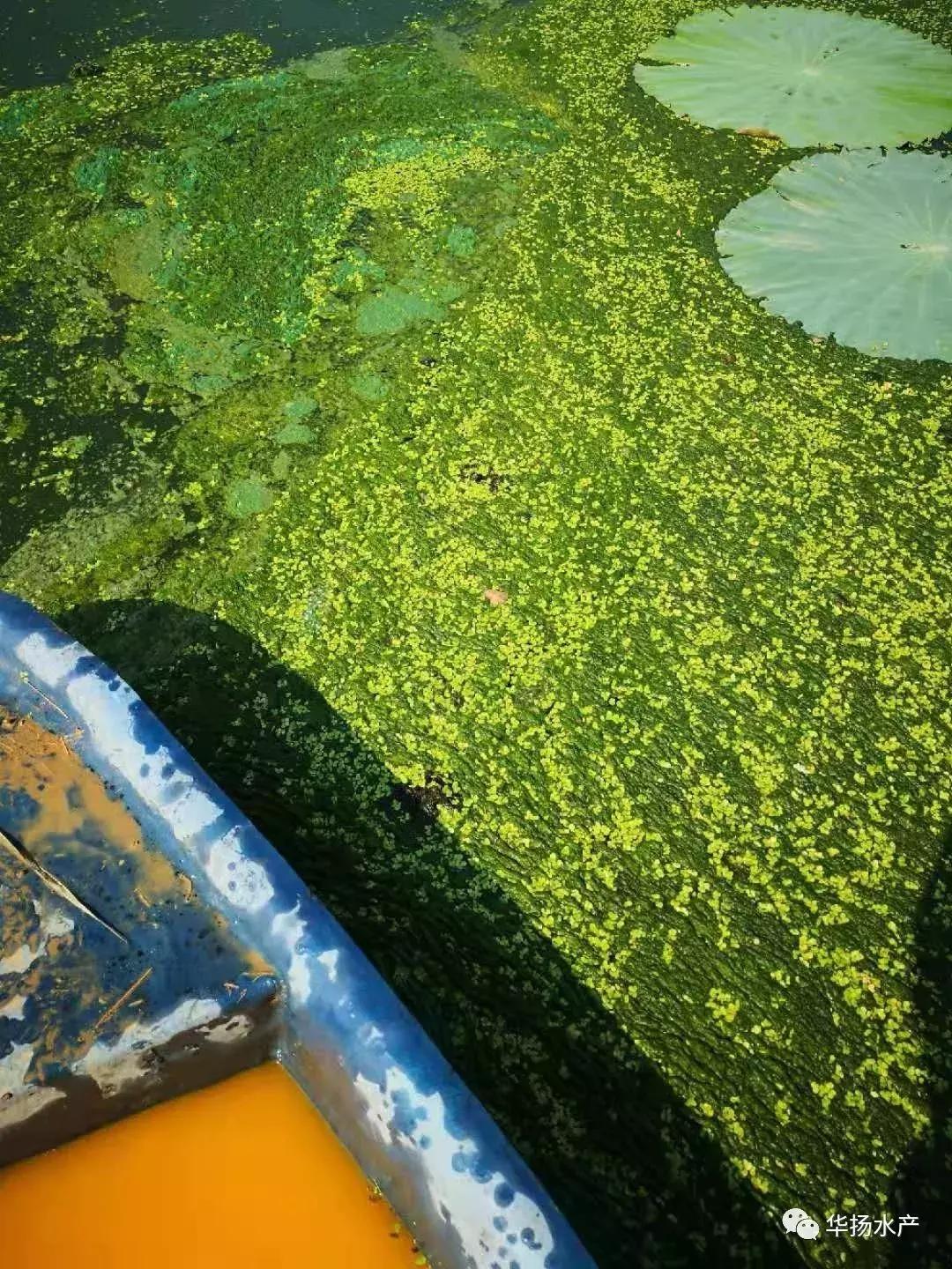 为什么池塘里的水一直很浑浊,草缸水面有气泡和油膜是怎么回事