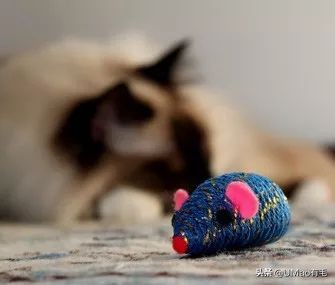 李佳琦叫卖都不管用！双十一猫咪用品这些坑得避