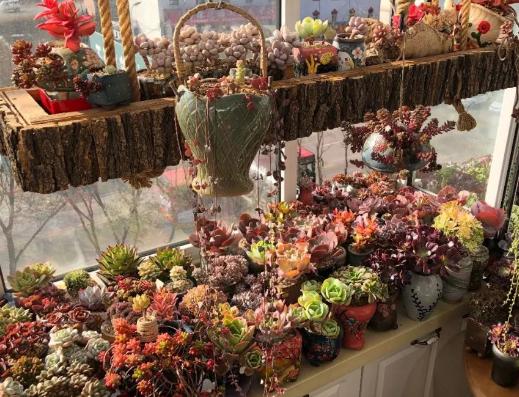 蜂窝煤养多肉有什么好处,蜂窝煤养多肉要怎么处理