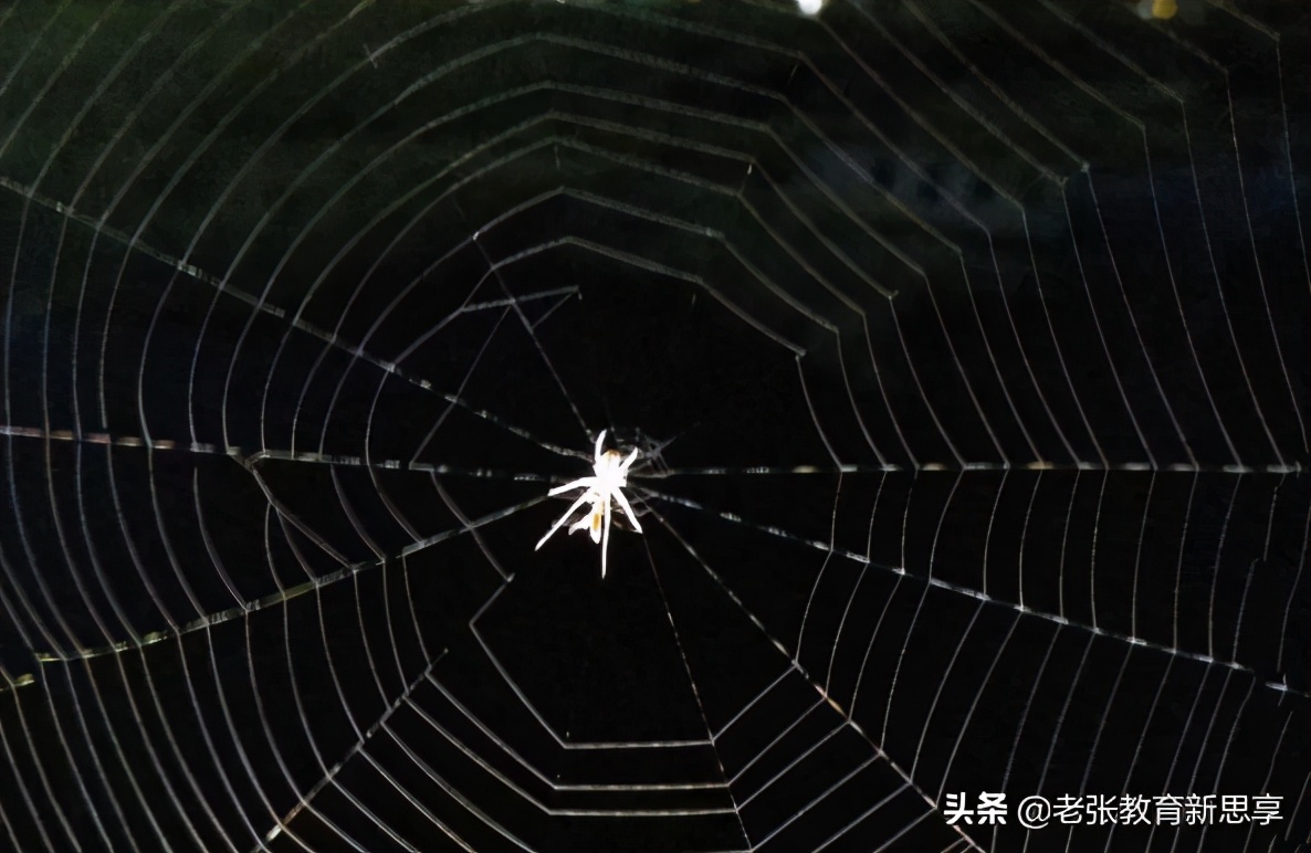 你想要什么就会被什么控制,蜘蛛的智慧给你的启示