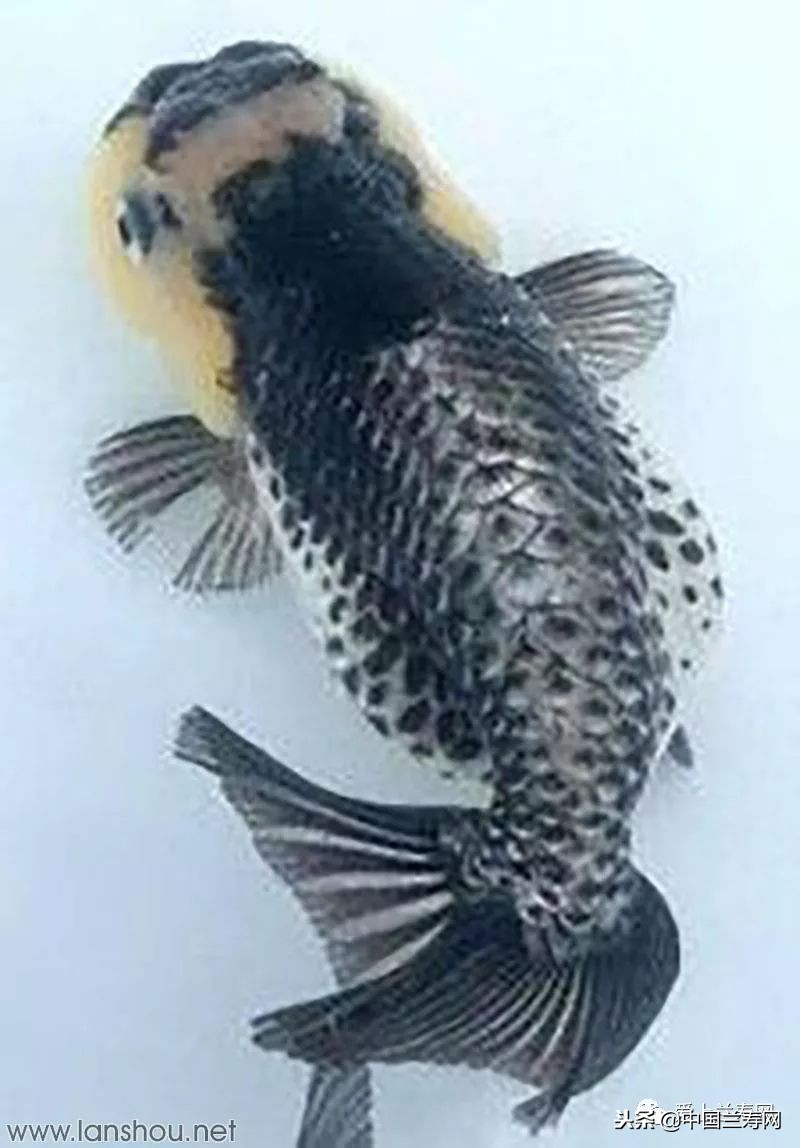 十大最稀有的金鱼品种,比较大的金鱼品种有哪些