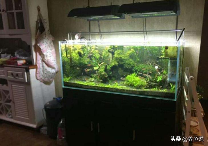 鱼缸内壁滑滑的要不要清理,鱼缸里的脏东西如何快速过滤