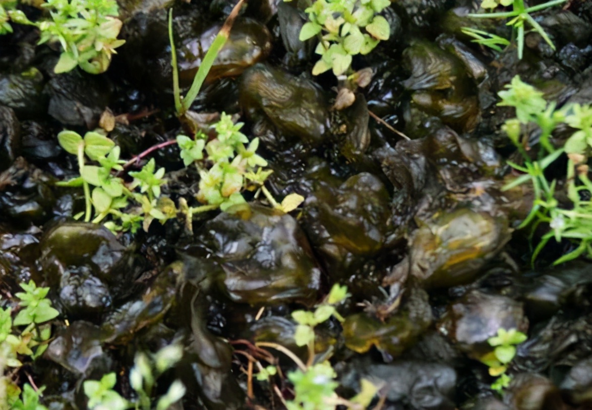 生长在地上的木耳,长在泥土上的木耳