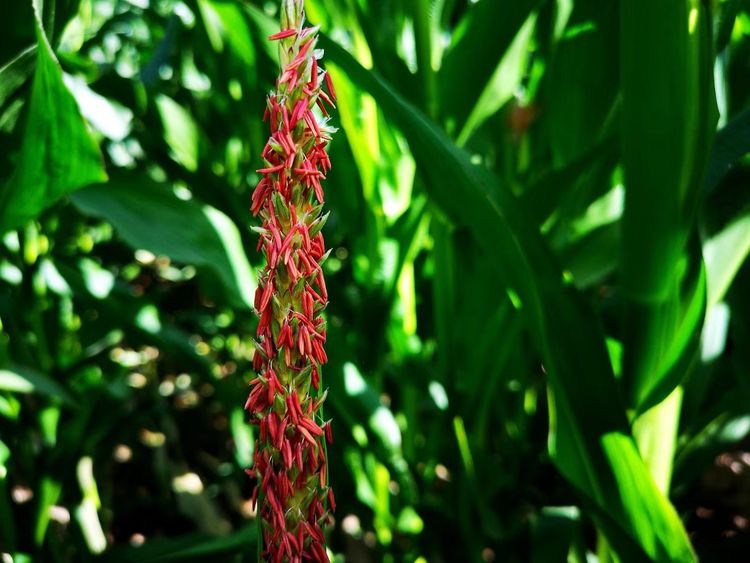 德农种业股份有限公司,德农种业专注种子