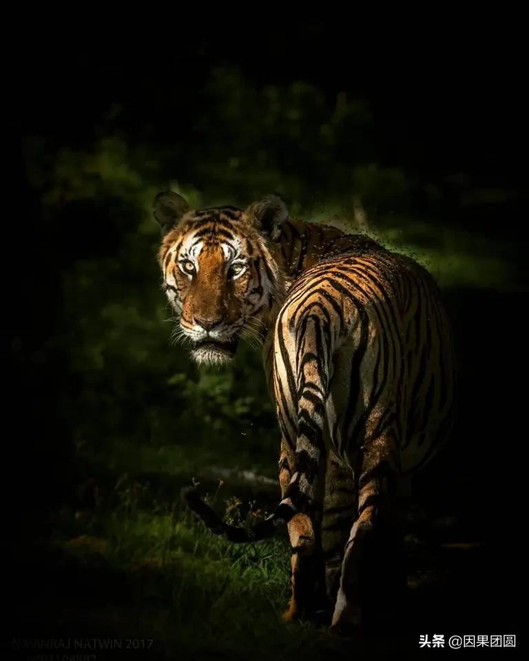 虎王拉贾孩子,虎王拉贾儿子怎么死的