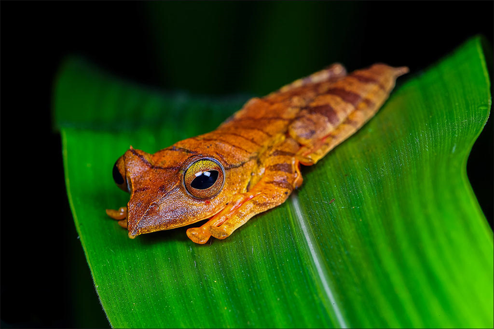 西藏发现最大的青蛙,墨脱发现青蛙视频