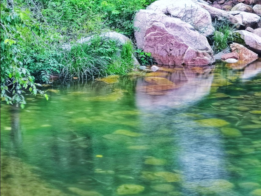 驼梁七月草原美，金莲妖娆入画里/郝贵云