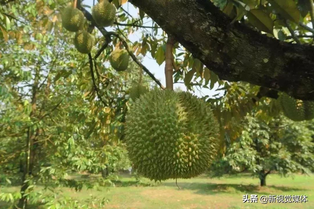 甲仑榴莲口感是榴莲界的爱马仕,榴莲甲仑口感