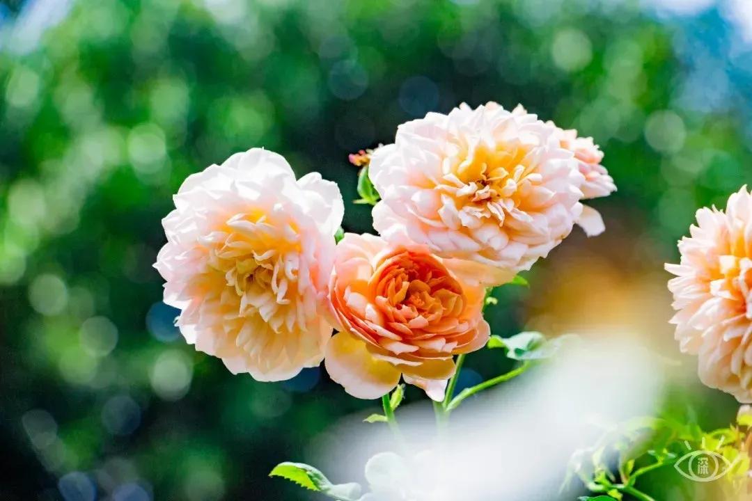 重庆轨道3号线,贵阳地铁3号线