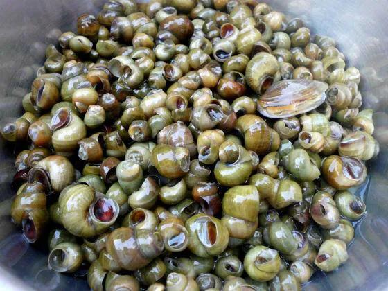 炒田螺不要辣家常做法,炒田螺最忌直接下锅