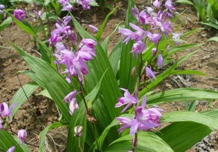 《本草精荟》：收敛止血：白及的功效与应用