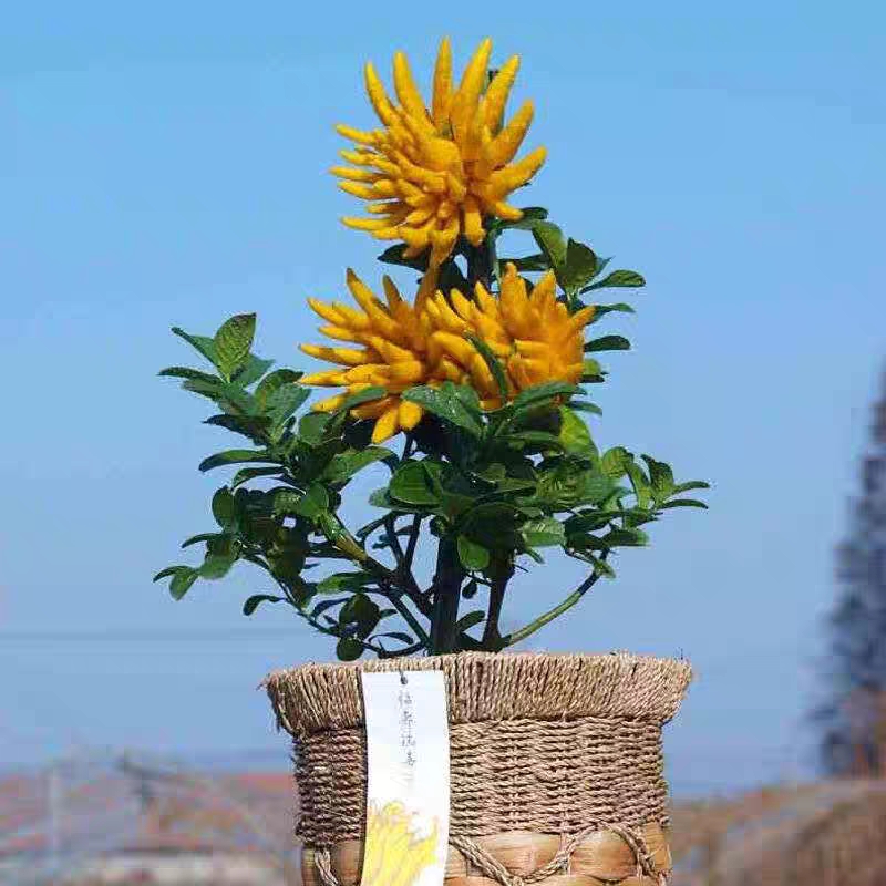 小时候怎么没听说过佛手瓜,佛手瓜和佛手不是一种东西吧