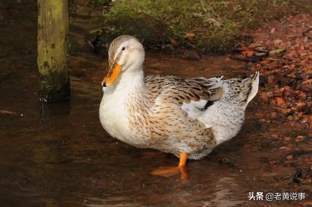 客人出一上联“母鸭无鞋空洗脚”，差点难倒7岁的神童林则徐