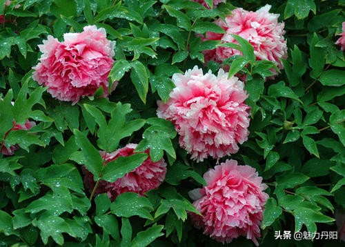 牡丹的一生简单历程文字描述,牡丹的历史和发展