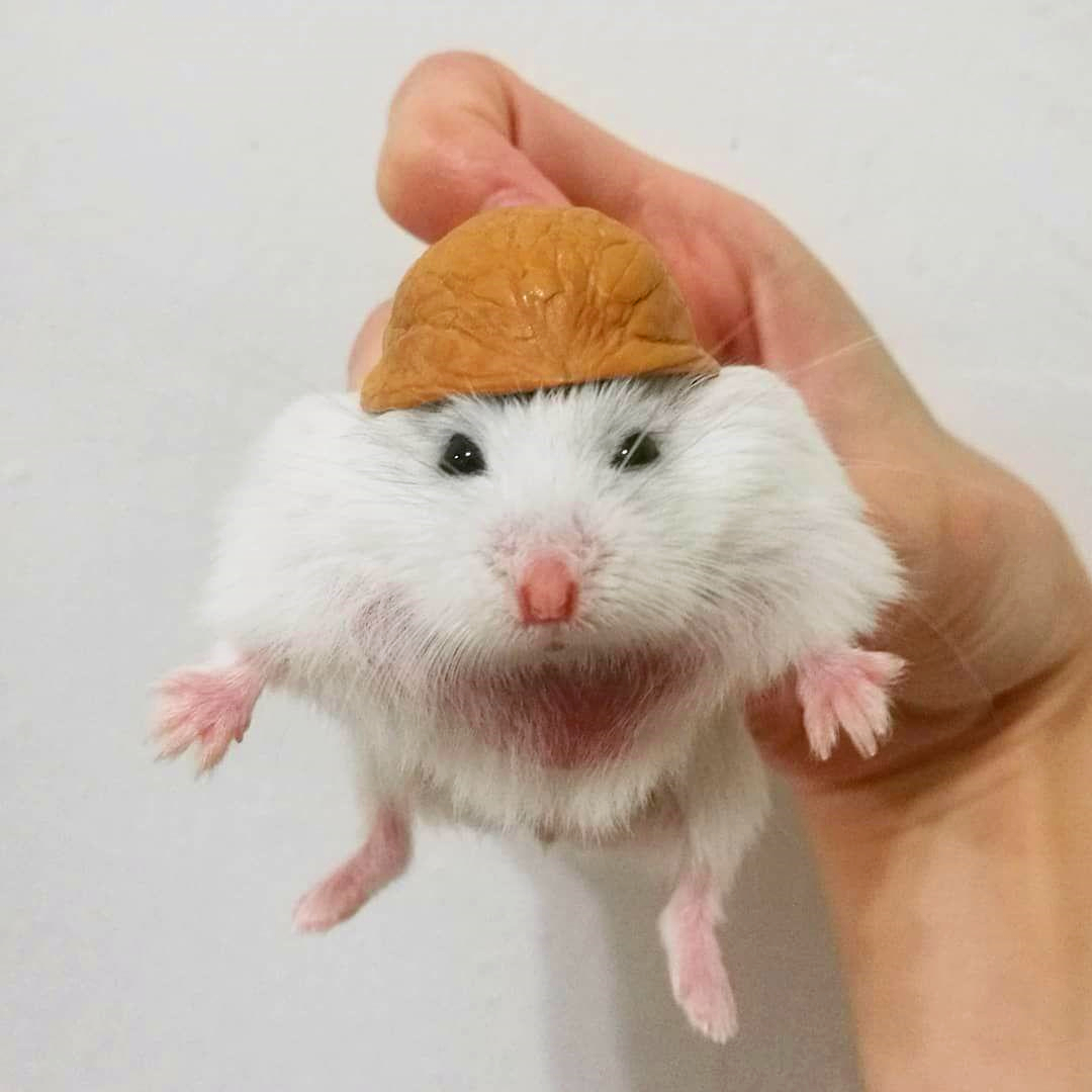 浠撻紶瀵归紶瀹濆疂涓嬫墜,浠撻紶鍜岄紶瀹濆疂鎵撴灦