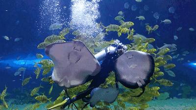 西安海洋公园地址,西安华夏文旅海洋公园