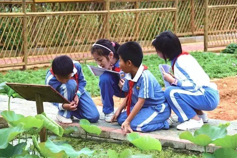 凤凰学校招生简章,凤凰学校招生公告