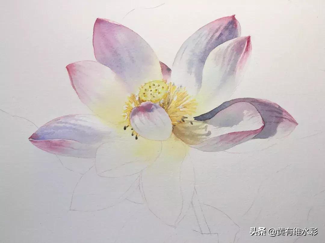 6-12岁荷花简单绘画,procreate荷花水彩教程