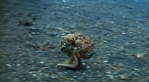 看完章鱼两条腿跑路的样子，我差点信了它是外星人后代