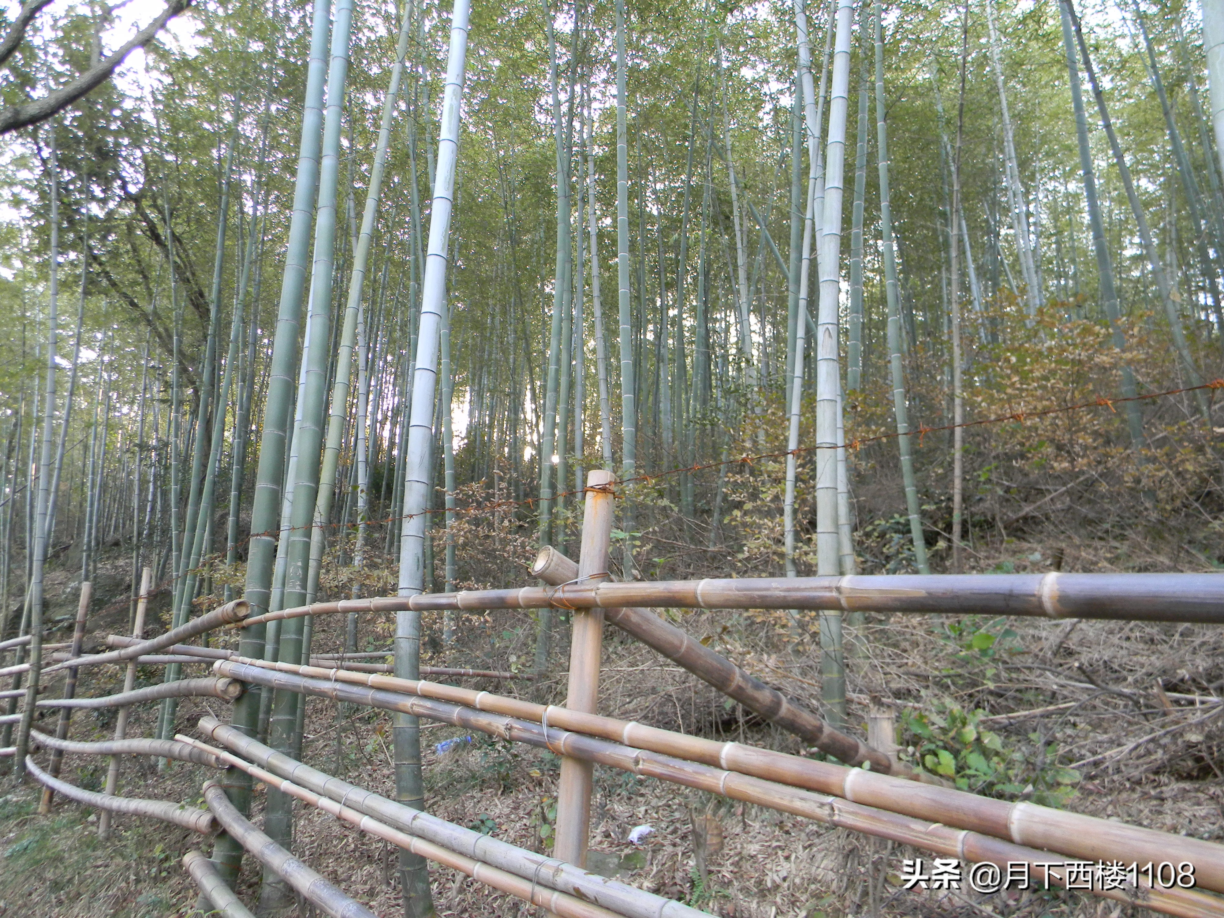 江苏南山竹海天然氧吧,南京石塘竹海风景区开放了吗
