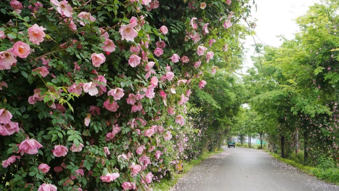 鹅湖玫瑰园花期,鹅湖玫瑰园美篇