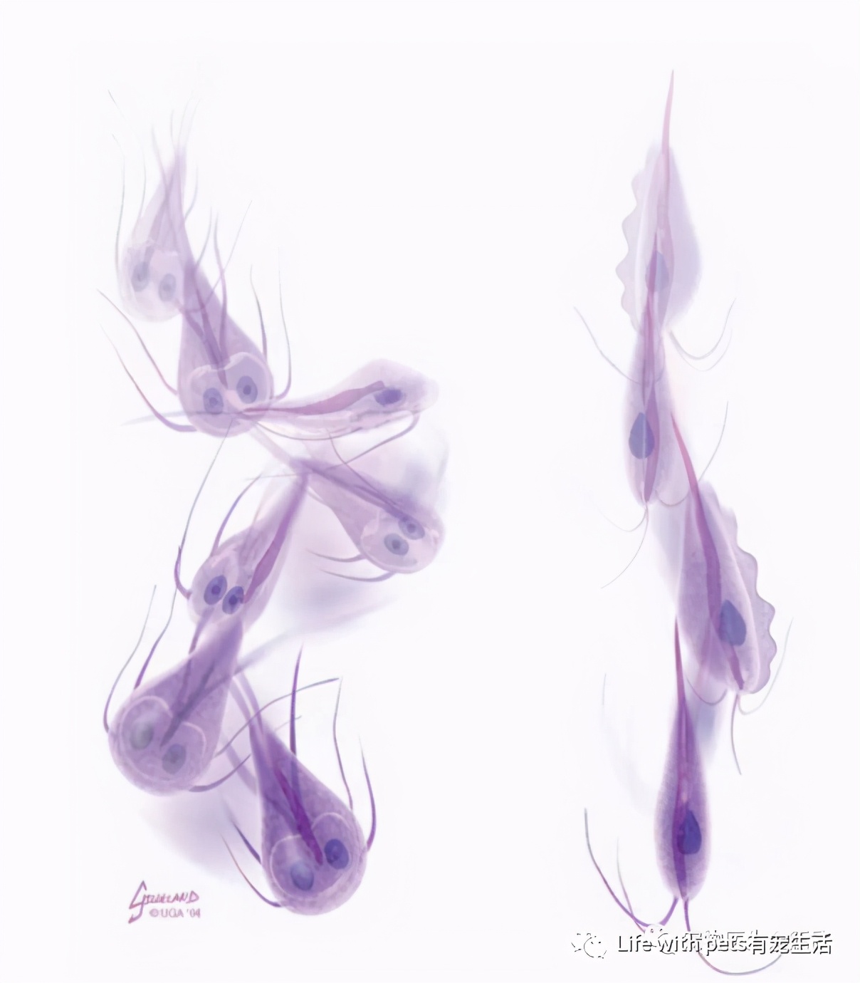 猫咪科普便便,猫屎软便是体内有寄生虫了吗