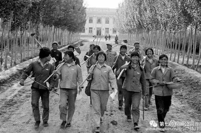 建设兵团1974年老照片,生产建设兵团老照片