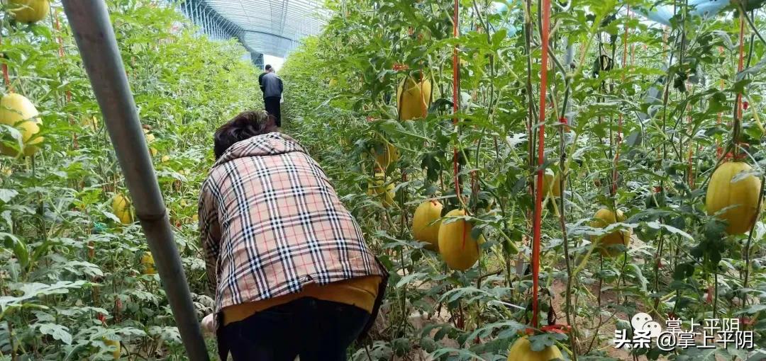 平阴新闻|我县物流发展工作迎调研；玫瑰花保险监测价格：花冠14.3元/斤