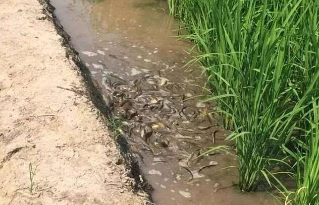 江西高密度泥鳅养殖成本利润,泥鳅养殖技术成本与利润