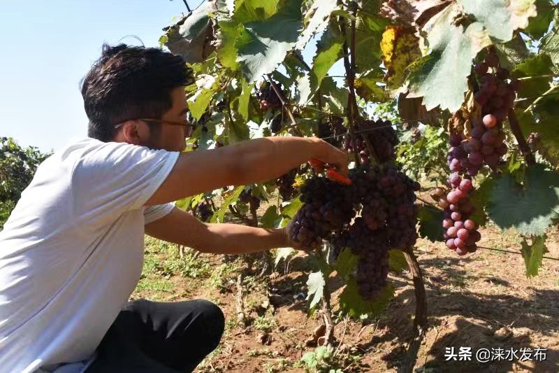 鐖卞績鍔╁啘鑻规灉鏂伴矞閲囨憳,鐖卞績浼佷笟鍔╅攢钁¤悇