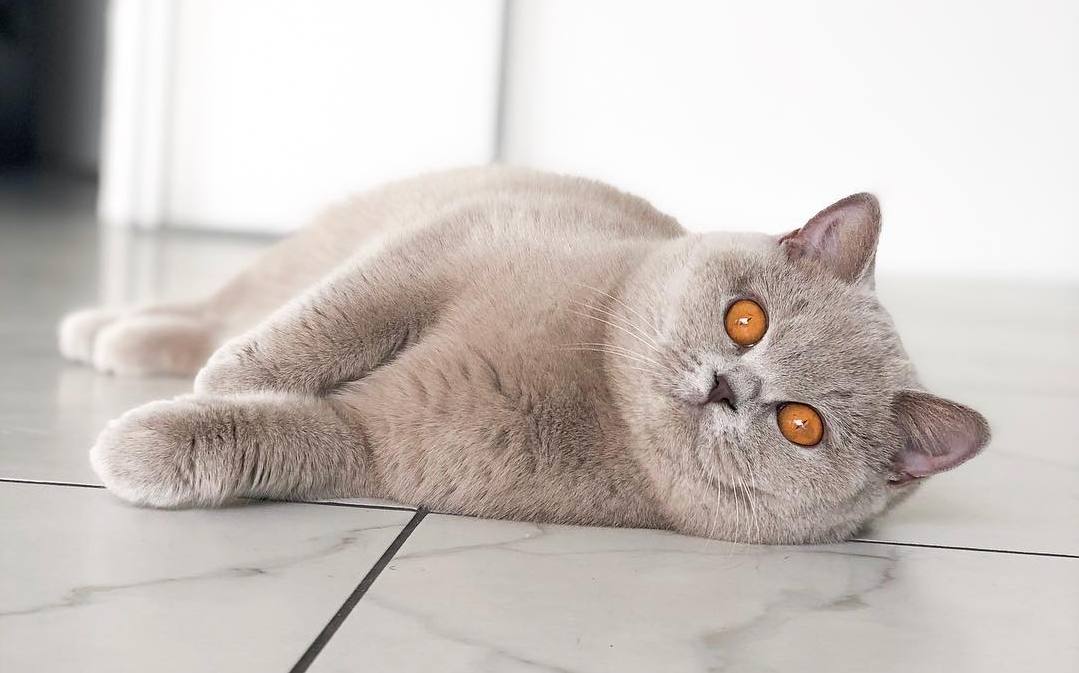 新手养猫必做筛查,新手养猫如何知道猫咪健康