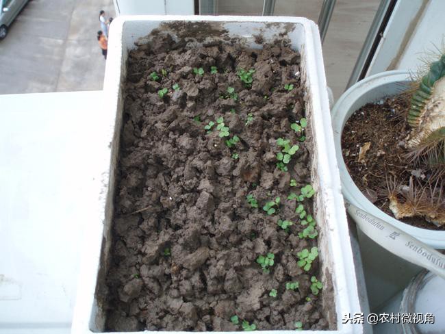 阳台种菜菜长得快怎么办,如何在阳台种菜的方法和技巧