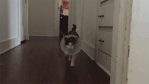 伊丽莎白圈猫咪,伊丽莎白圈有危险吗